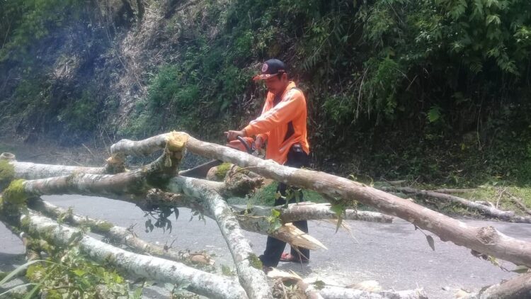 POTONG--Petugas BPBD Agam melakukan pemotongan material pohon yang tumbang di ruas jalan Jorong Kampung Baruah, Nagari Sungai Landia, Kecamatan IV Koto, Kabupaten Agam.