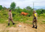 Satpol PP Sawahlunto Tertibkan Tenak Berkeliaran