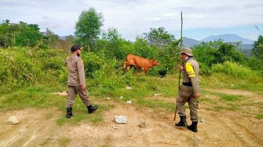 TERTIBKAN HEWAN TERNAK— Personel Satpol PP dan Damkar Kota Sawahlunto melakukan penertiban terhadap ternak milik masyarakat  yang berkeliaran di lokasi fasilitas umum.