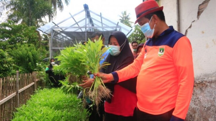 Wali Kota Pariaman H Genius Umar mengajak semua masyarakat memanfaatkan pekarangan rumah untuk ditanami sayur-sayuran dan tumbuhan kebutuhan rumah tangga.