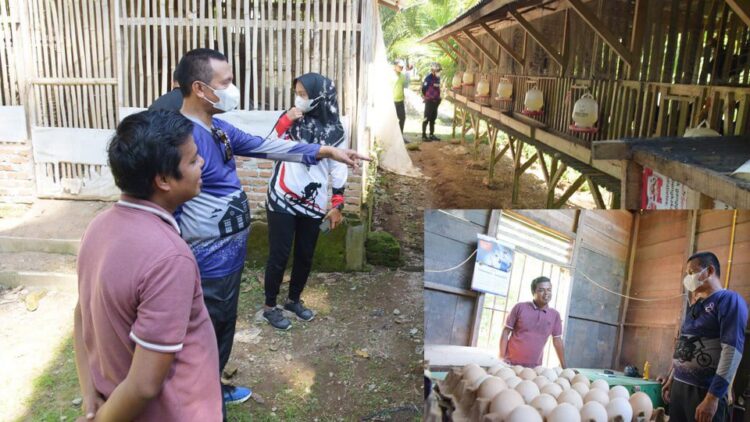 Wako Pariaman Tinjau Budidaya Ayam Pertelur 1 Wali Kota Pariaman H Genius Umar sambil bersepeda juga turun ke lapangan dan melihat langsung apa yang terjadi di masyarakat.