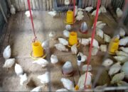 Warga Pasar Kubang Keluhkan Bantuan Bibit Ayam Jantan Pedaging
