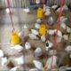 keluhkan bantuan bibit ayam jantan pedaging