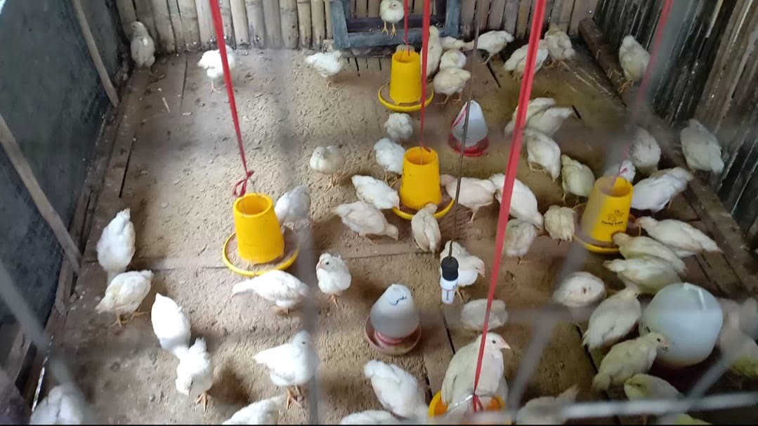keluhkan bantuan bibit ayam jantan pedaging