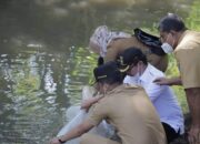 16 Ribu Bibit Ikan Gariang Dilepas di Batang Gawan, Solok