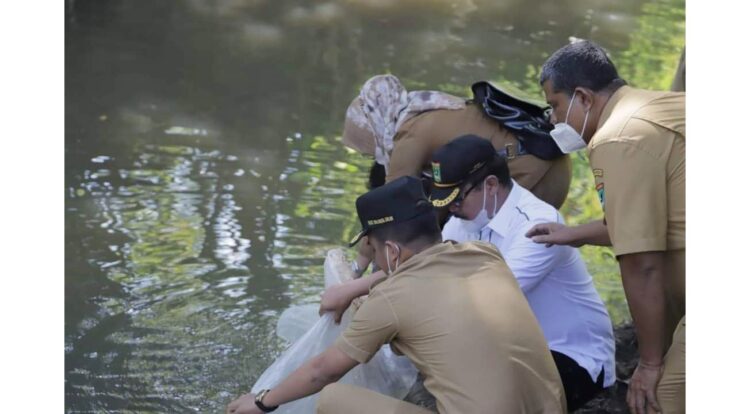 LEPAS BIBIT IKAN— Wakil Wali Kota Solok Ramadhani Kirana Putra melepas bibit ikan gariang sebanyak 16 ribu ke aliran sungai Batang Gawan.