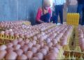 Harga Telur Ayam Jeblok, Mendag Berjanji Serap Telur Peternak 11 Harga Telur Ayam Jeblok, Mendag Berjanji Serap Telur Peternak