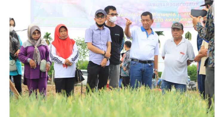 Bupati Pesisir Selatan Drs. Rusma Yul Anwar lagi - lagi mengajak Kepala OPD terkait turun ke sawah, kali ini giliran Kepala Dinas Tanaman Pangan, Hortikultura dan Perkebunan ( TPHP), Pesisir Selatan Nuzirwan N Chaniago diajak untuk menaman bawang merah.