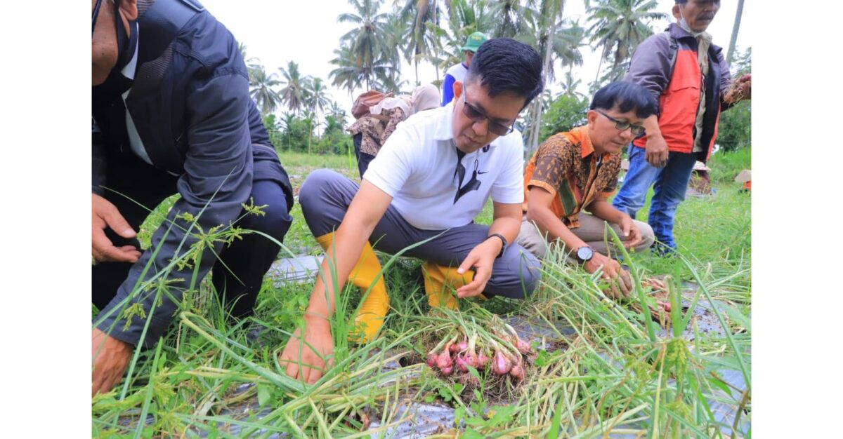 Bawang Jadi Komoditi Baru yang Bakal Dikembangkan di Payakumbuh