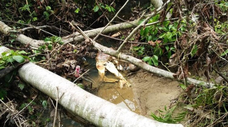 PENEMUAN MAYAT— Jasad Mariani (75) ditemukan membusuk di sebuah sungai kecil di Korong Sungai Ibur, Nagari Sungai Sariak, Kabupaten Padangpariaman.