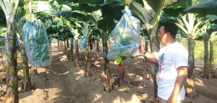 Motivasi Petani Simona, Mantan Camat Budidayakan Pisang Cavendish 1 PISANG JENIS CAVENDIS— Mantan Camat Deky Yusman memperlihatkan pisang jenis cavendish yang dibudidayakannya di Kecamatan Situjuah Limo Nagari.
