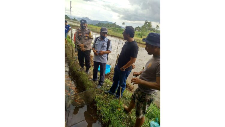 BUDIDAYA IKAN KOI— Investor mulai melirik ikan Koi, dengan melihat langsung panen ke lokasi budi daya ikan koi milik warga di Situjuah Banda Dalam.