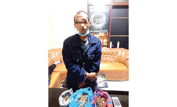 PENGEDAR GANJA— Tersangka S yang merupakan residivis kembali ditangkap jajaran Satrenarkoba Polres Bukittinggi gara-gara mengedarkan daun ganja kering.