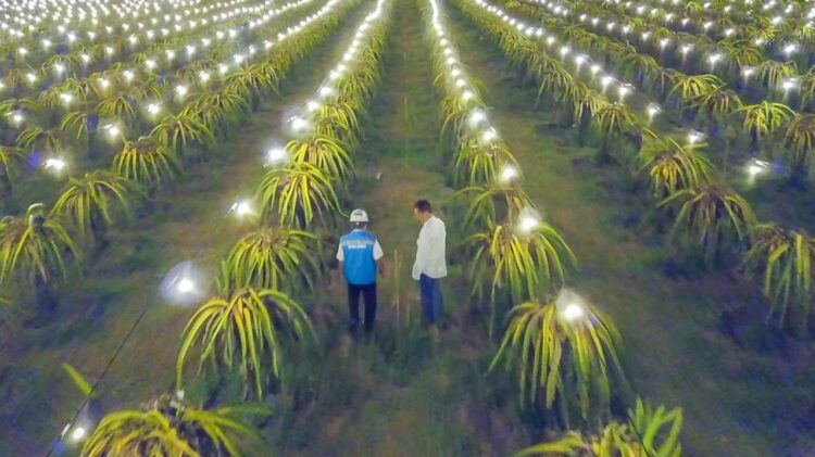 Electrifying Agriculture, Pertanian Modern di Era Digital 1 124 ribu petani di Indonesia telah bergabung dalam program ini dan berhasil. Produktivitas meningkat hingga 300 persen dan biaya operasional terpangkas 60 persen.
