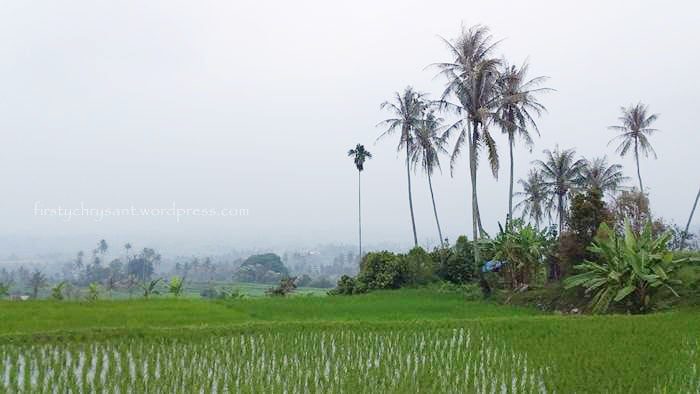 LAHAN PERTANIAN—Hamparan lahan persawahan di Kota Solok yang menghasilkan komoditi beras solok dengan rasa khas.