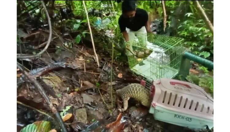 BKSDA Sumatera Barat Pastikan Kondisi 2 Ekor Tringgiling masih Sehat 1 DILEPAS— Petugas BKSDA saat melepas dua ekor satwa dilindungi trenggiling (manis javanica)