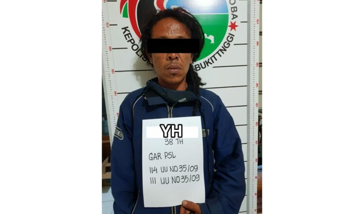 PENGEDAR GANJA— Tersangka YH diamankan SatresnarkobaPolres Bukittinggi usai kepadatan membawa satu paket ganja siap edar.