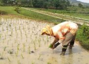 Pertanian Diharapkan Bangkitkan Ekonomi Warga di Kota Solok