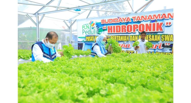 PLN membantu mendorong produktivitas hidroponik, Hal ini, sekaligus membantu menarik perhatian milenial dalam wisata pertanian.