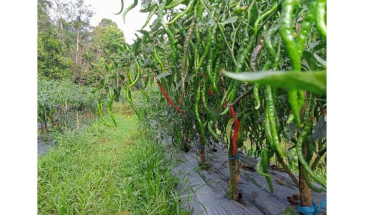 Tiga Jenis Komoditas Cabai Turun Harga Bersamaan 1 hasil tanaman cabai dengan pemupukan dasar k ompos berbasis whey kefir.