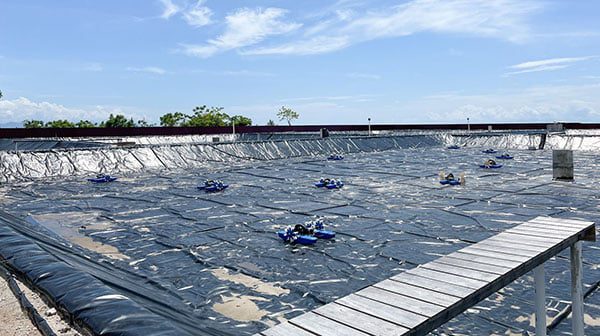 Jumlah Tambak Udang di Padangpariaman Turun Signifikan 1 ilustrasi