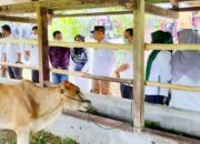 BUMNag Koto Nan Tuo Kembangkan Unit Usaha, Rintis Usaha Sektor Peternakan Sapi