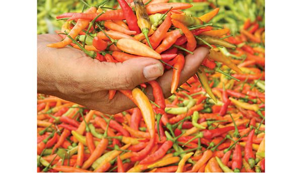 Rawit Setan Langka, Harga Rp60 Ribu/Kg, Nasrul: Tak Ada yang Nanam di Padang 1 SARRAYA, METRO
Cabai rawit setan (rawit merah ukuran besar) ternyata kini menjadi barang yang langka.