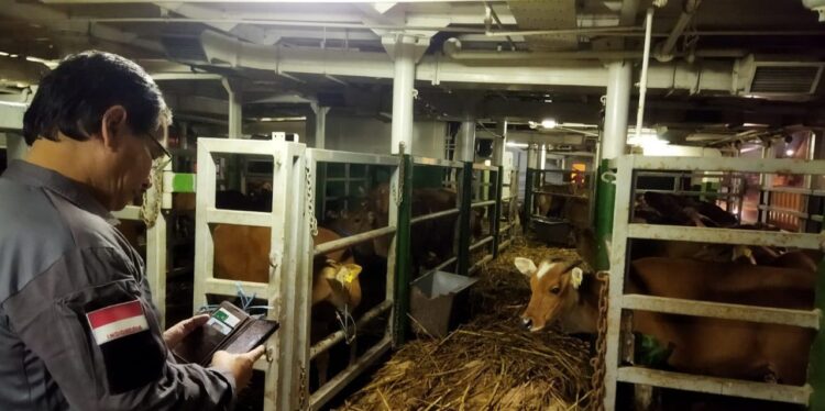 CEK—Kadis Peternakan dan Kesehatan Hewan Sumbar, Erinaldi saat mengecek langsung sapi indukan subsidi di KM Camara Nusantara 1 di Pelabuhan Teluk Bayur, Padang, Senin (21/12) malam.