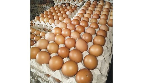 Harga Telur Ayam di Payakumbuh Capai Rp52 ribu per Rray 1 Ilustrasi.