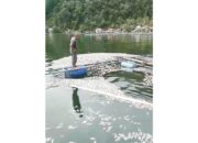Kematian Ikan Keramba Kembali Terjadi di Jorong Sungai tampang Nagari Tanjuang Sani, Petani Terpukul karena Mengalami Kerugian