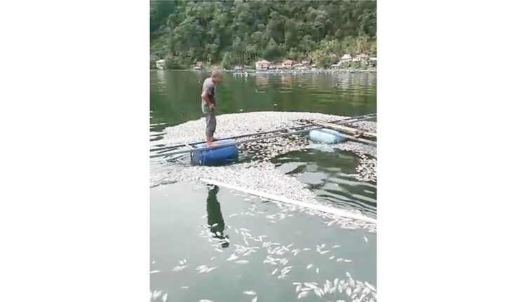 TERPUKUL— Petani ikan keraba jaring apung di Danau Maninjau terpukul karena mengalami ratusan juta, dengan matinya ikan peliharaannya.