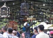 Meriahkan HUT Kota Solok ke -51, Helat Festival Lomba Burung Berkicau