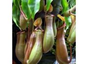 Kantong Semar Ditemukan di Palembayan