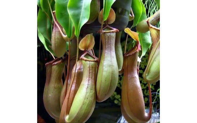 Tanaman Langka Jenis Kantong Semar Ditemukan di Palembayan