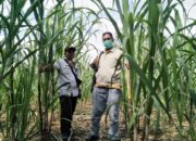 Sejahterakan Masyarakat, Nagari Bahagia Padanggelugur Budidayakan Tebu Gula