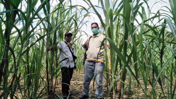 Sejahterakan Masyarakat, Nagari Bahagia Padanggelugur Budidayakan Tebu Gula 1 PROMOSIKAN— Wali Nagari Bahagia, Kecamatan Padang Gelugur, Amri Pasaribu saat mempromosikan budi daya tebu lawang.