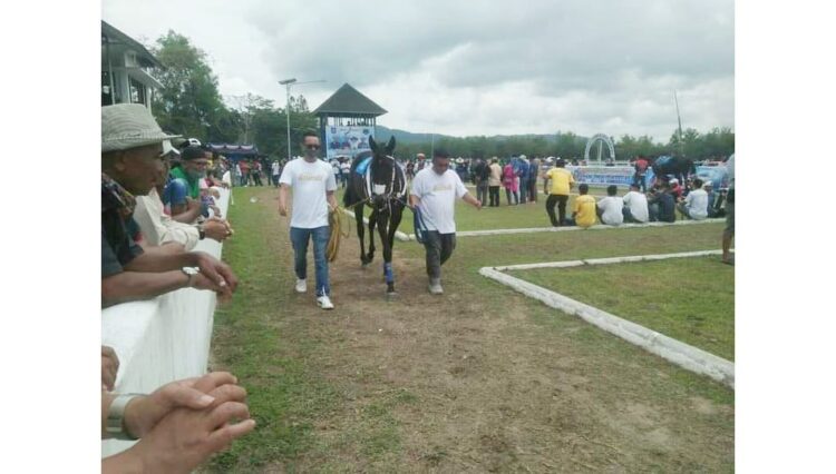 PARADE—Salah satu kuda pacuan diparadekan di lapangan pacu kuda sebelum bertanding pada helat Sawahlunto Derby.