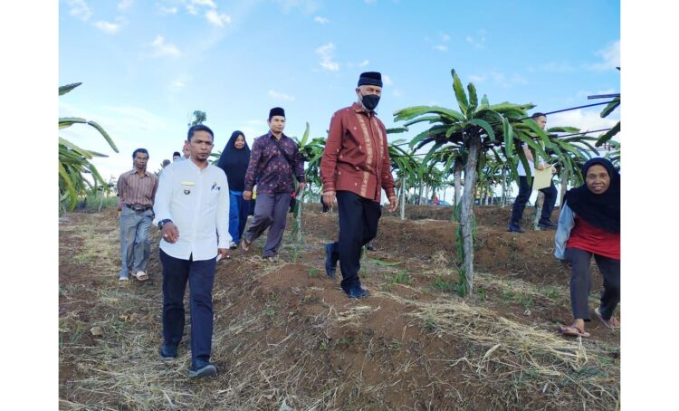 KEBUN NAGA— Gubernur Sumbar Mahyeldi meninjau kebun buah naga di Nagari Kacang.