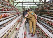 Wako Sawahlunto Sigi Perkembangan Peternakan Ayam