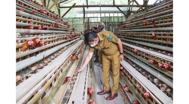 Wako Sawahlunto Sigi Perkembangan Peternakan Ayam 1 TINJAU PETERNAKAN— Wali Kota Sawahlunto Deri Asta meninjau langsung lokasi peternakan ayam mandiri di Dusun Padang Melintang yang dipimpin Hasjonny.