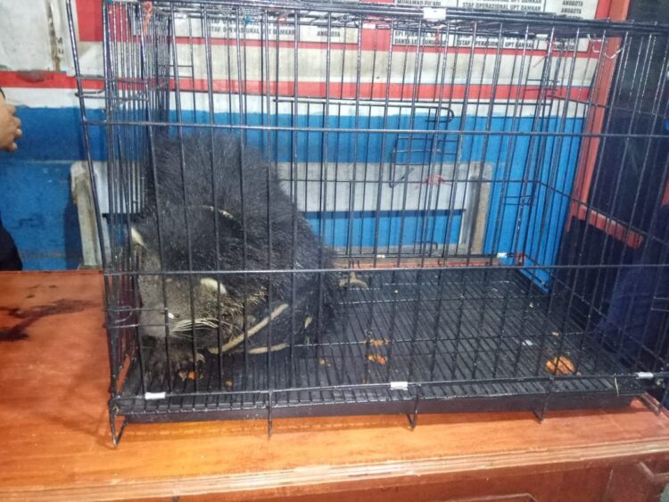 Damkar Payakumbuh Evakuasi Binturung dari Rumah Warga 1 EVAKUASI—Damkar evakuasi Binturung dari rumah warga untuk selanjutnya kembalikan ke habitatnya.