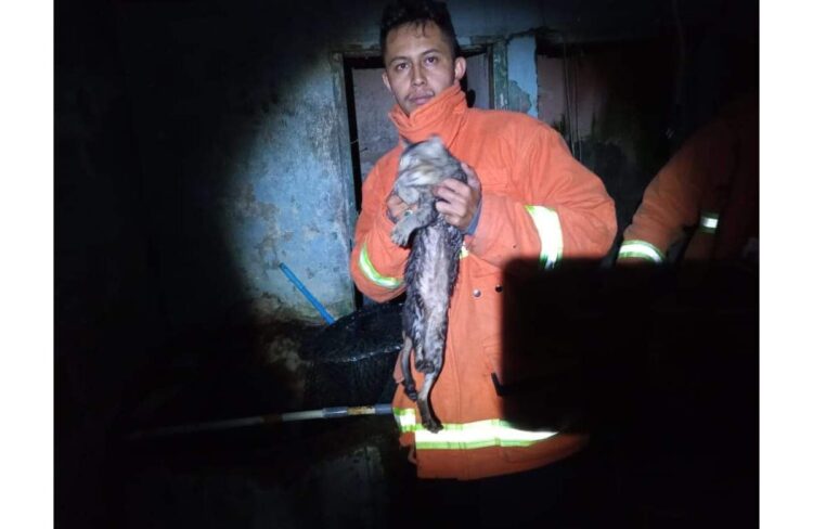 SELAMATKAN— Tim Damkar selamatkan nyawa kucing masuk sumur.