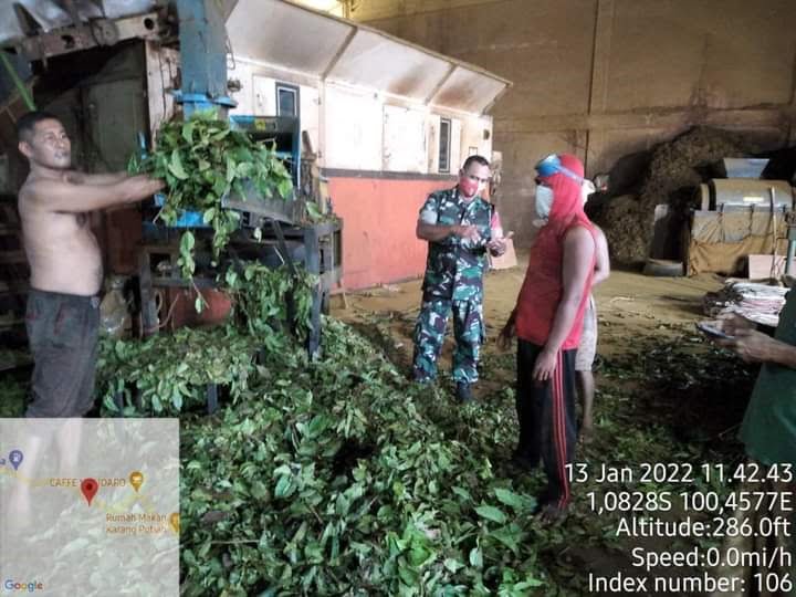 Daun Gambir Diolah jadi Bahan Makanan 1 Babinsa Koramil 07 Tarusan Sertu Dedi bersama masyarakat Nagari Siguntur Muda Kecamatan Koto XI Tarusan Kabupaten Pesisir Selatan melakukan pengolahan daun gambir menjadi bahan makanan.