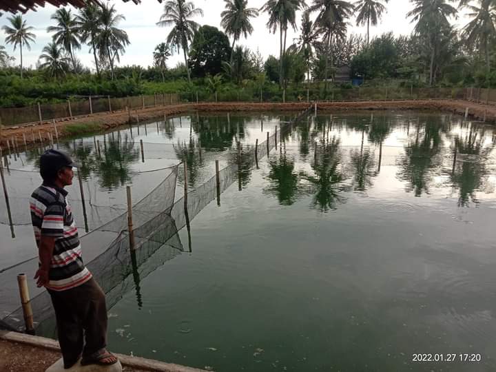 Warga Nagari Salido Kembangkan Usaha Budidaya Ikan Nila Air Payau 1 Ridwan (56), warga Nagari Salido, Kecamatan IV Jurai, Kabupaten Pesisir Selatan mengembangkan usaha budidaya ikan nila air payau yang berada di belakang rumahnya.