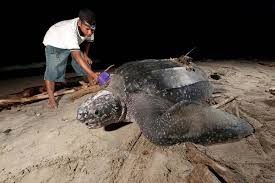 Kelestarian penyu sebagai salah satu hewan yang tergolong terancam punah perlu melibatkan masyarakat dalam pengawasan.