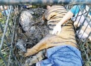 Pasca Diperangkap di Silareh Aie Palembayanan, Harimau Betina Direhabilitasi ke Dharmasraya