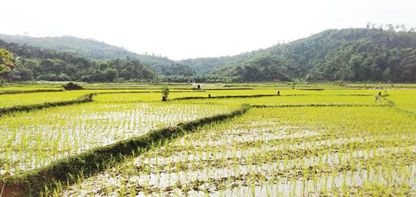 Salah satu lahan pertanian warga Pesisir Selatan.