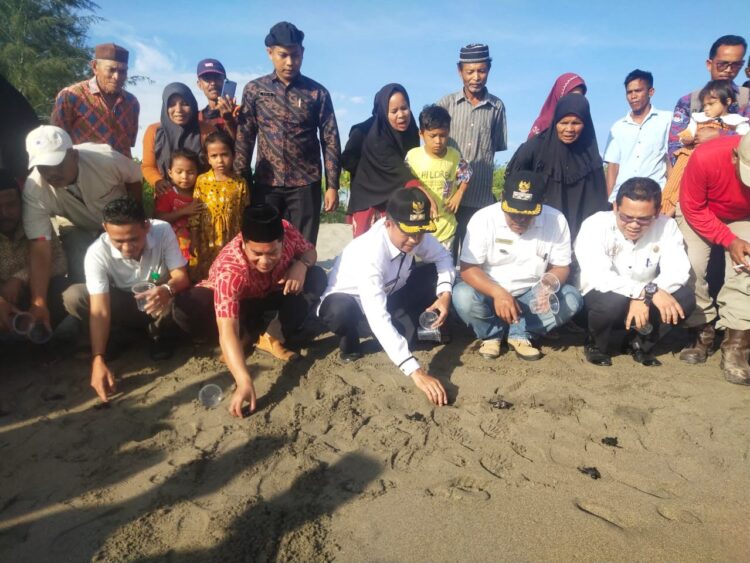 DILEPAS—Wabup Pasbar H.Risnawanto terlihat melepas secara simbolis anak penyu ke laut di Pantai Maligi, Pasbar kemarin.
