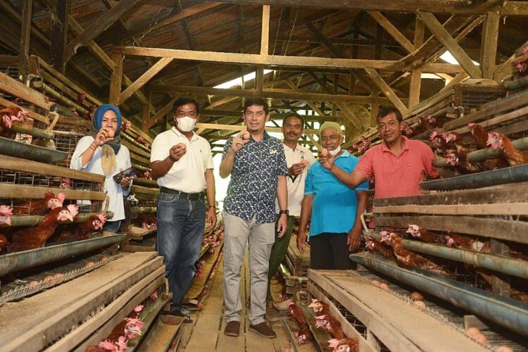 TINJAU PETERNAKAN— Wali Kota Sawahlunto Deri Asta berkomitmen membantu pelaku usaha peternak ayam dengan memberikan pelatihan dan meninjau usaha peternak ayam.