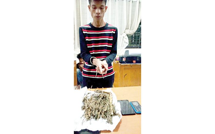 PENGEDAR GANJA—Pelaku WL saat menunjukkan barang bukti berupa ganja kering saat menjalani pemeriksaan di Polres Payakumbuh usai ditangkap.